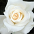 Biały  - Róża wielkokwiatowa - Hybrid Tea - Pascali®